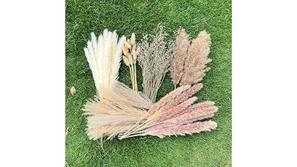 dried white brown pampas